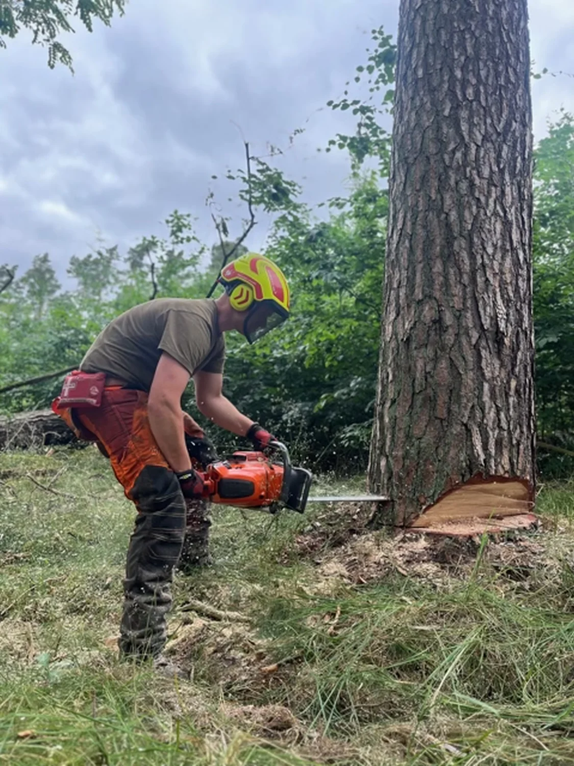 Forstservice F.Scholz - ein Arbeiter beim Fällen des Baumes