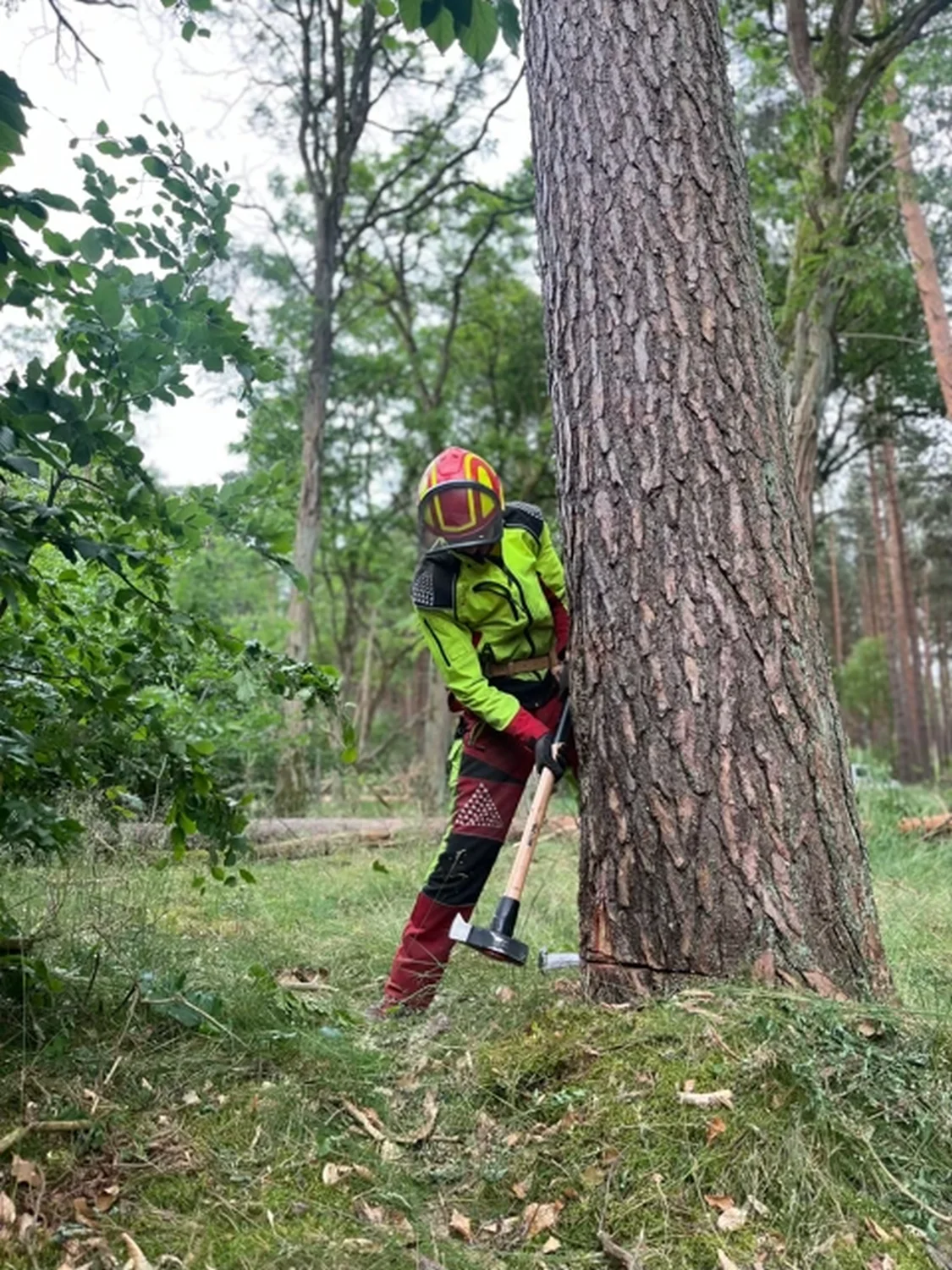 Forstservice F.Scholz - ein Arbeiter beim Fällen des Baumes